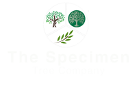 Specimen tree