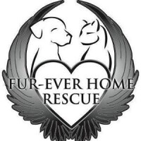 Fur-ever home rescue