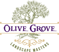 Olive grove landscaping