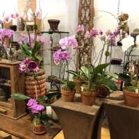 Orchids by karen gallery inc