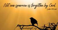 Not one sparrow (a christian voice for animals)