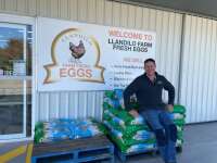 Llandilo farm fresh eggs